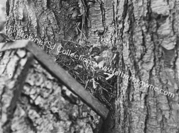 TREE CREEPER ROOSTS